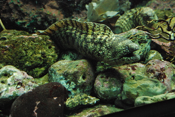 京急油壺マリンパーク (8)