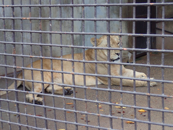 宇都宮動物園 (6)