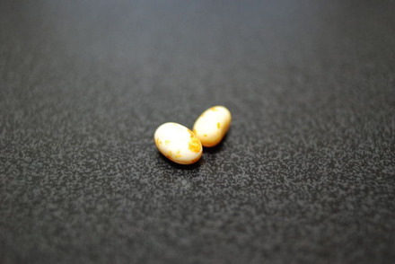 3899954_99346680_1large[1]