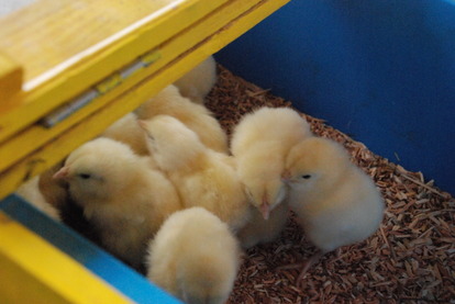 狭山市立智光山公園こども動物園 (19)