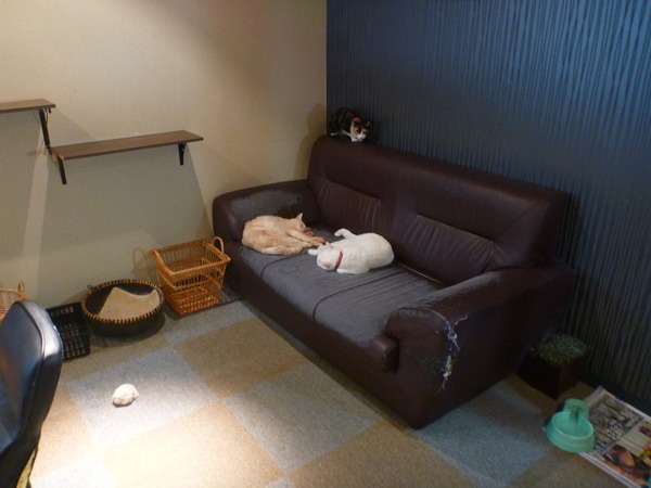 メディアカフェポパイ沼津店 (10)