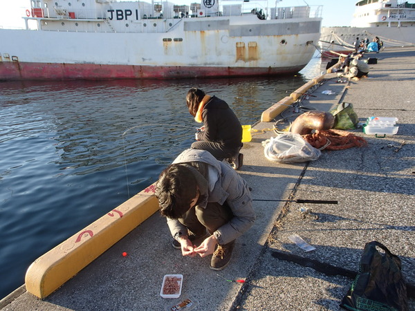 三崎港　釣り (9)