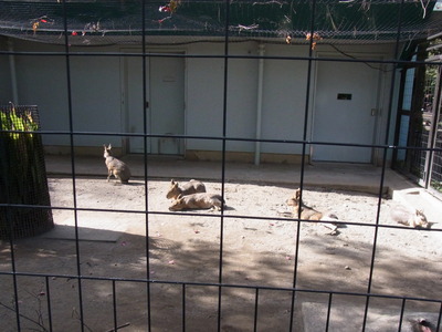 井の頭動物園 (8)