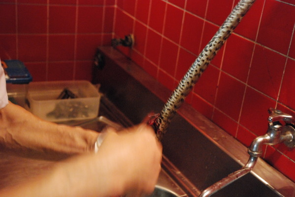 ジャパンスネークセンター (6)