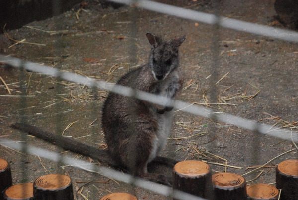 狭山市立智光山公園こども動物園 (41)