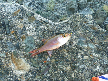 戸田港 釣り (12)