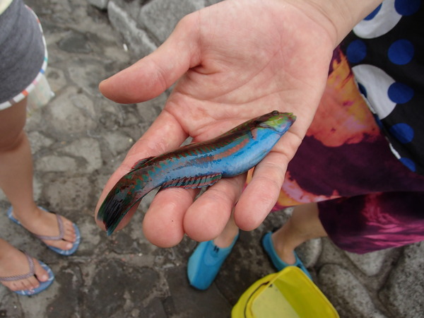 いるか浜堤防 (4)