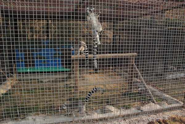 しろとり動物園 (9)