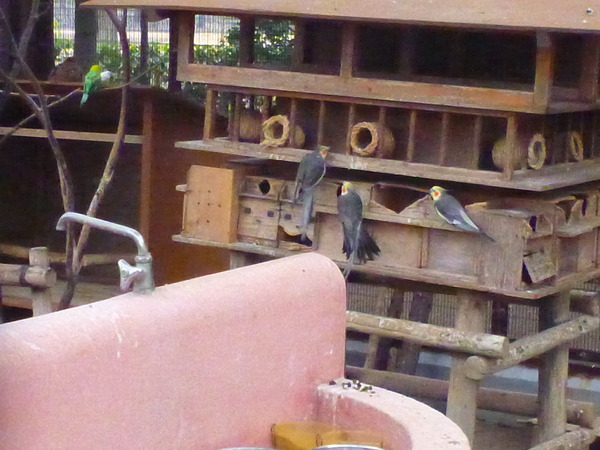 平塚市ふれあい動物園 (13)