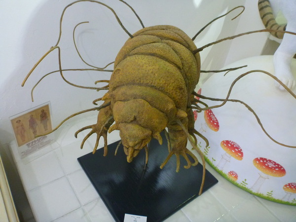 不思議博物館サナトリウム (8)