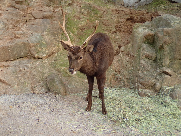 池田動物園 (10)
