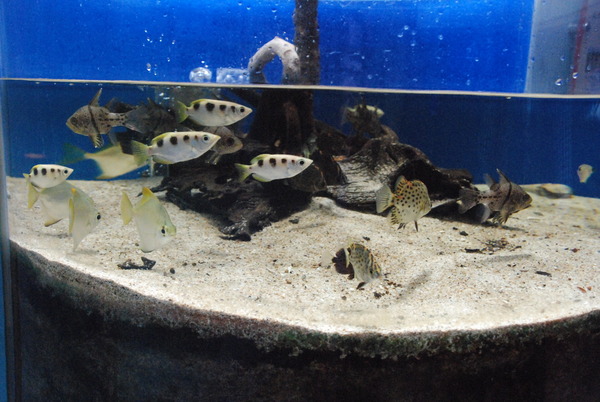 東海大海洋生物博物館 (39)