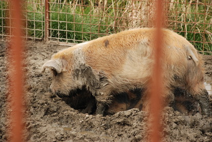 アルティメットアニマルシティ (14)