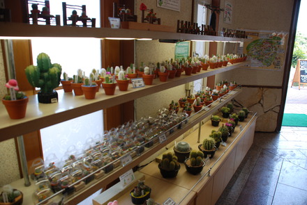 伊豆しゃぼてん公園 (24)