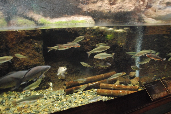 山梨県立富士湧水の里水族館 (17)