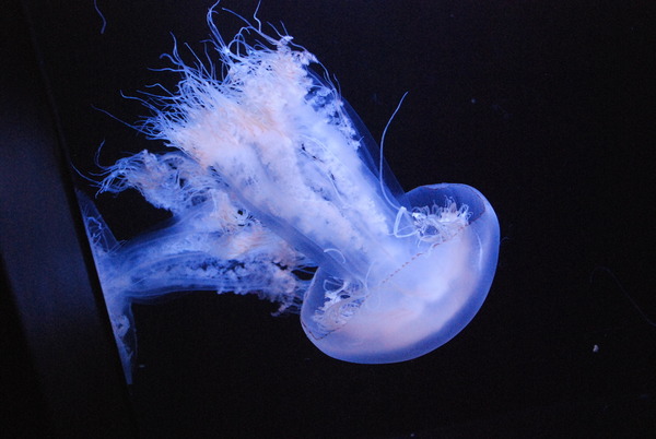 加茂水族館 (17)