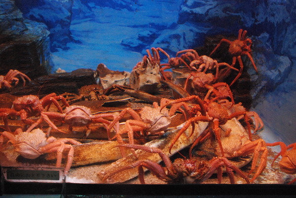 東海大海洋生物博物館 (57)