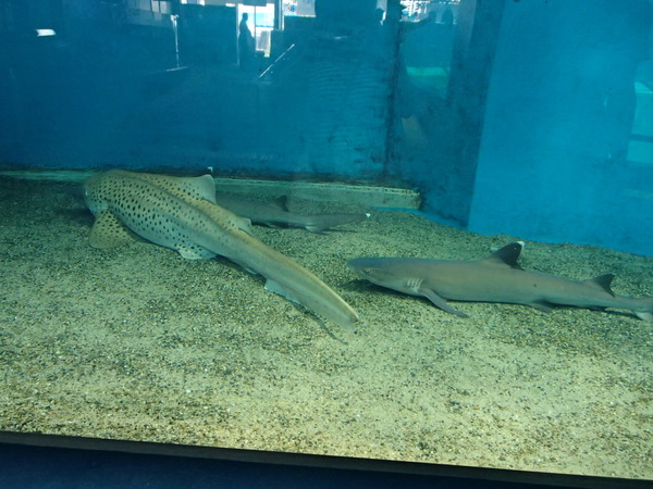箱根園水族館 (108)
