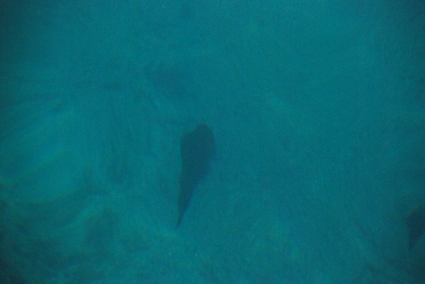 戸田港 釣り (4)