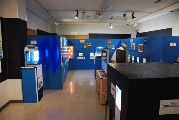 カブトガニ博物館 (14)