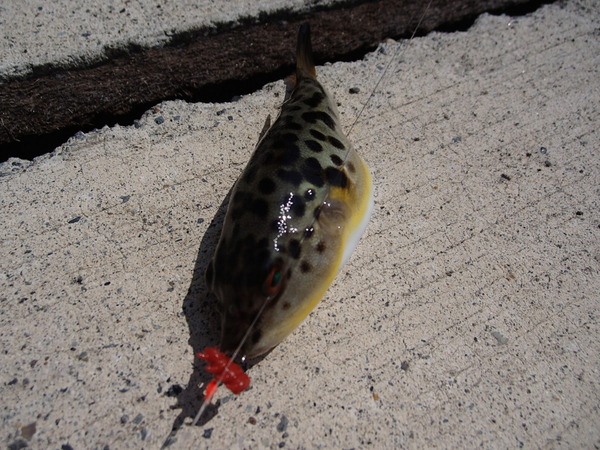 外浦港 釣り (26)