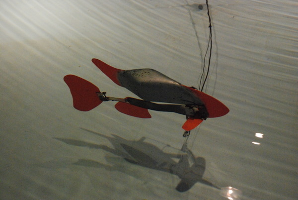 東海大海洋生物博物館 (22)