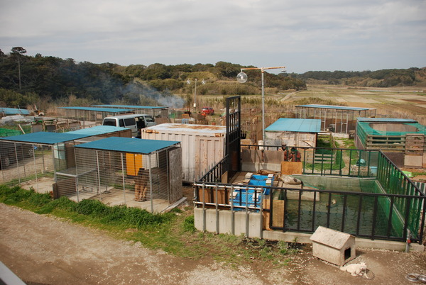 アルティメットアニマルシティ (32)