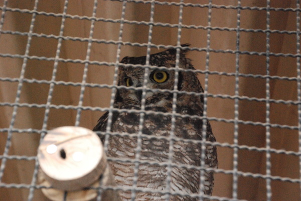 狭山市立智光山公園こども動物園 (24)