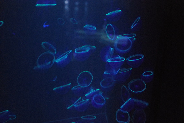 加茂水族館 (22)