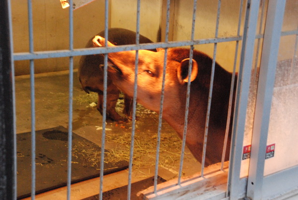 狭山市立智光山公園こども動物園 (47)