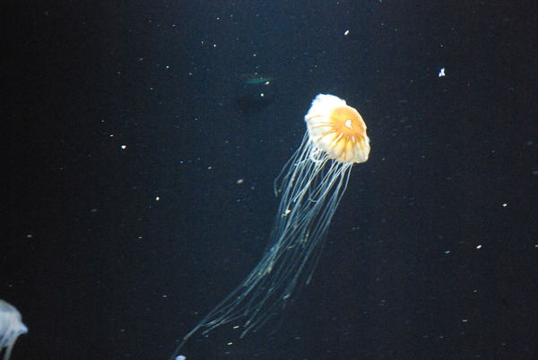 加茂水族館 (18)