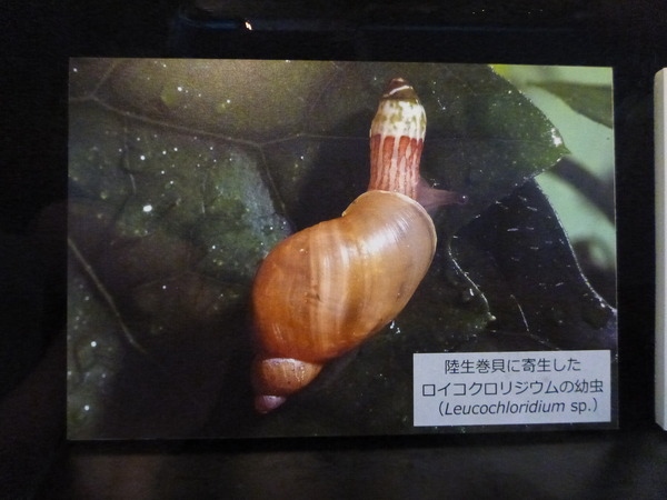 目黒寄生虫館 (10)