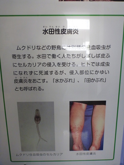 目黒寄生虫館 (29)