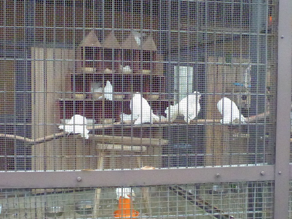 平塚市ふれあい動物園 (19)