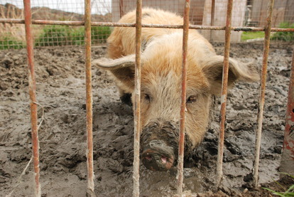 アルティメットアニマルシティ (28)