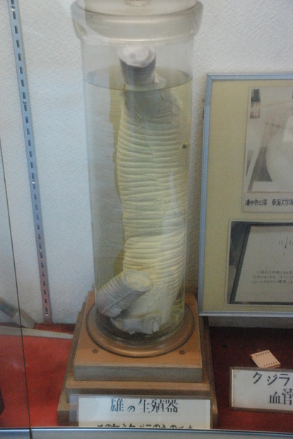 雲見くじら館 (23)