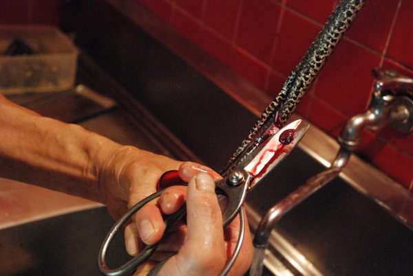 ジャパンスネークセンター (7)