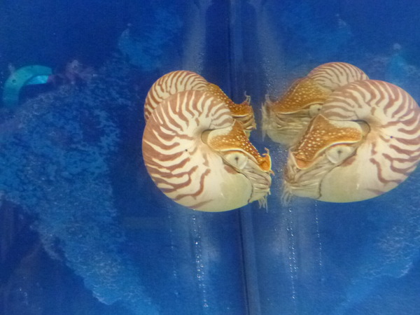 箱根園水族館 (15)