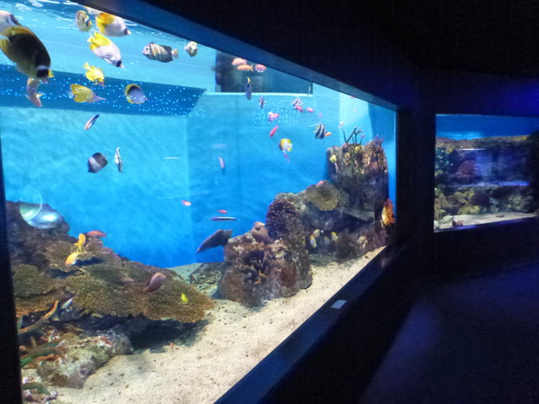 箱根園水族館 (27)