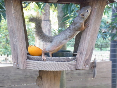 井の頭動物園 (21)