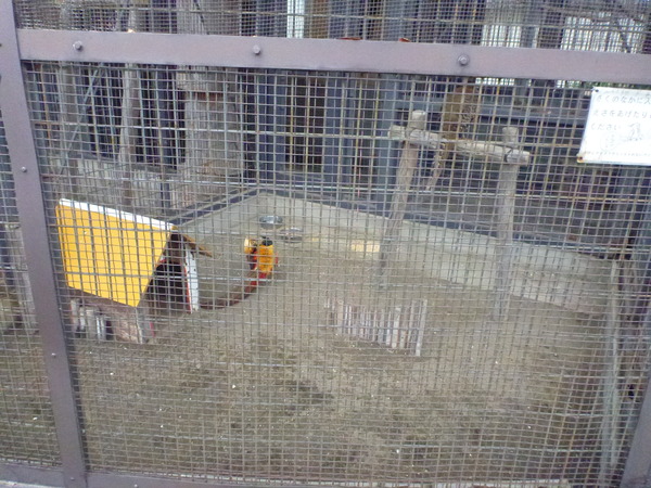 平塚市ふれあい動物園 (15)