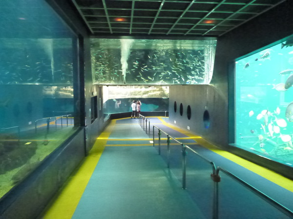 箱根園水族館 (8)