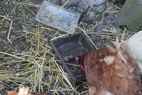 宮ヶ瀬コッコランドパーク (25)