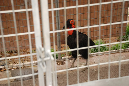 アルティメットアニマルシティ (18)