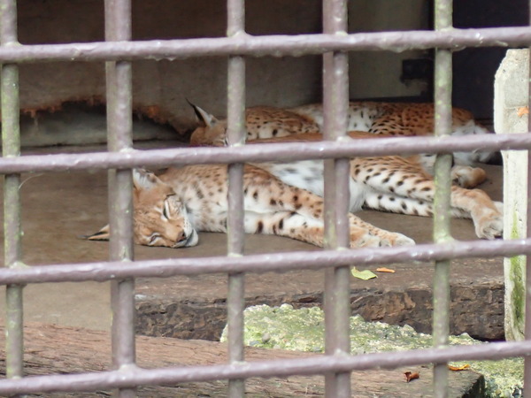 宇都宮動物園 (4)