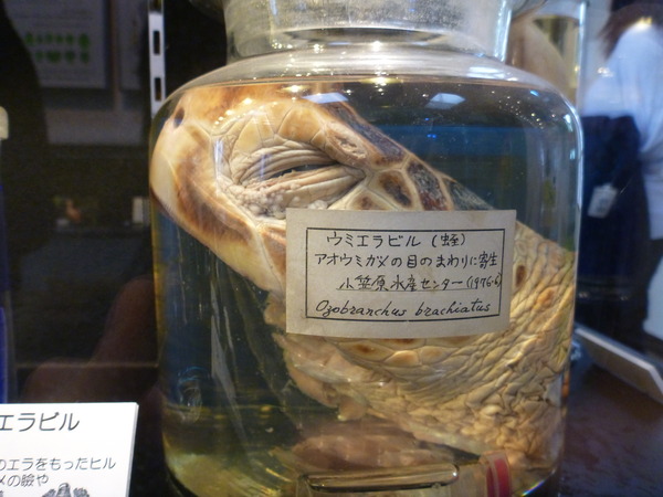 目黒寄生虫館 (57)