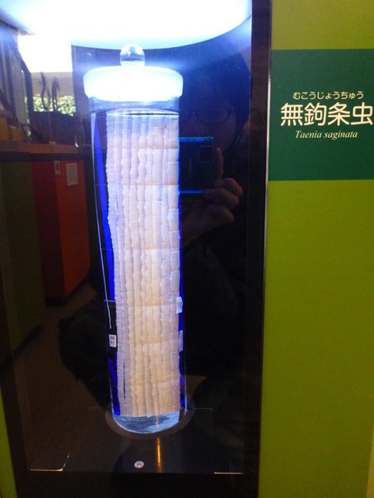 目黒寄生虫館 (14)