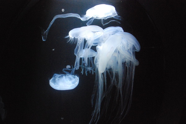 加茂水族館 (30)