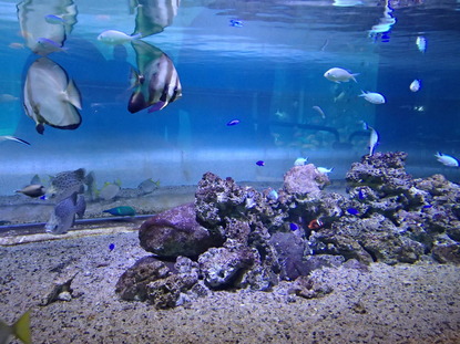 箱根園水族館 (105)