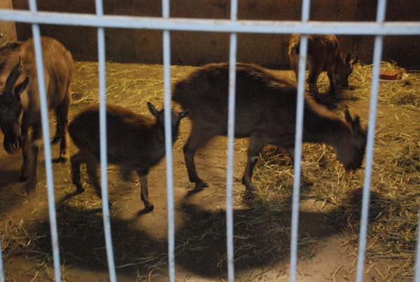 狭山市立智光山公園こども動物園 (48)